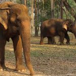 Ethical Elephant Sanctuary