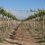 Indulge Your Senses: Private Vineyard Tours