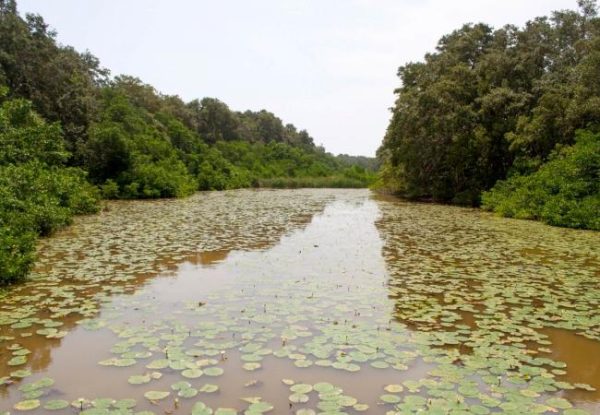 exp_128_main_image Salamanca Island Park & El Torno Swamp - Image 1