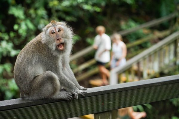 Bali Monkey Forest Tour - Image 1